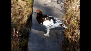 Willow ptarmigan  Lagopus lagopus [upl. by Gallager]