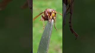 Il CALABRONE ZOMBI ZOMBIE HORNET animals insects halloween [upl. by Ayiotal]