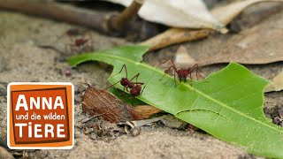 Das Geheimnis der Blattschneiderameisen  Reportage für Kinder  Anna und die wilden Tiere [upl. by Rolyt]