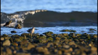 Grey tailed Tattler [upl. by Sibby167]