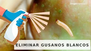 ¿GUSANOS BLANCOS en la COCINA Os enseñamos cómo eliminarlos  Hogarmania [upl. by Flan]