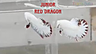 JUNIOR RED DRAGON [upl. by Sanjay677]