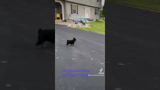 Yorkie puppy learning her bark 😂🩷🐾 yorkies dog pets yorkie fluffypuppies barking [upl. by Atnoek717]