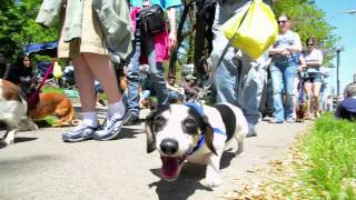 Rochester Dachshund Parade 2012 [upl. by Kylynn10]