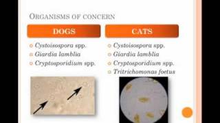 Diagnosis and Treatment of Protozoal Infections in Shelters  conference recording [upl. by Dominick]