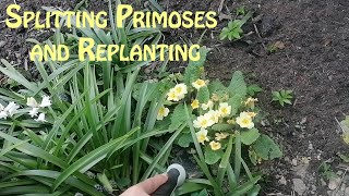 Splitting Primroses and Replanting [upl. by Annayt]