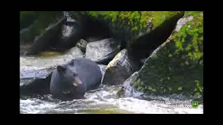 Yearling enjoying leftovers Anan Wildlife Observatory August 30 2024 exploreorg [upl. by Akinod]