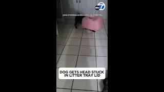 Dog gets head stuck in litter tray lid after chasing cats [upl. by Atikim535]