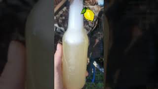 homemade lemonade is the best ferment fermentedfoods drink fermented [upl. by Bartolomeo]