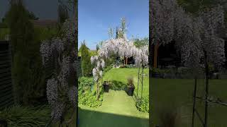 A Beautiful Wisteria Garden Arch  Garden Arbor [upl. by Nas]