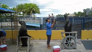 sealion clapping hands  sea aquarium Curacao [upl. by Mariya925]