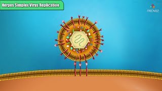 Herpes simplex virus replication Steps  Microbiology Animations [upl. by Forras]