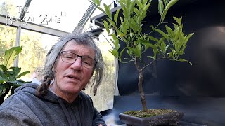 Pruning My Calamondin Orange The Bonsai Zone Oct 2024 [upl. by Ansley]