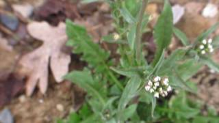 Capsella bursa pastoris [upl. by Gerhardt636]