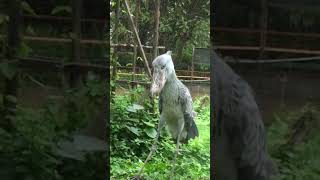 Shoebill stork machine gun noise [upl. by Lotus481]