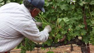 Grapevine Leaf Pulling and Thinning  How to Ripen Grapes on the Vine  Wine Education Videos [upl. by Nivanod317]