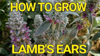 How to grow Lambs Ears Stachys Byzantina [upl. by Mellitz]