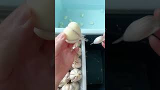 Garlic peeling tool farming [upl. by Utham]