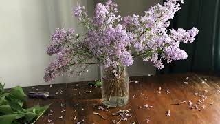 Keep Lilacs fresh longer with these tips [upl. by Latashia]