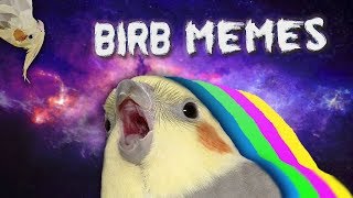 10 MIN OF DANK BIRB MEMES [upl. by Yelyk895]