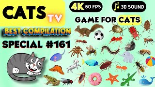 CAT Games  Ultimate Cat TV Compilation Vol 161 ✅ Episode SPECIAL ✅ 8 HOURS 🐝🐞🦋🦎🦜🐜🐭🧵 [upl. by Turmel171]