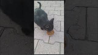 Günaydın kış modası pazartes kediler katze asmr dua destek keşfet merhamet [upl. by O'Connor611]