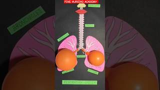 Respiration 🫁  lungs movement during breathing shorts neet short anatomy medical lungs [upl. by Ryhpez729]