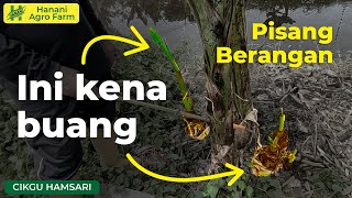 Pisang Berangan  Hanani Agro Farm [upl. by Yahska527]