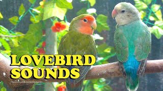 Young Peachfaced Lovebirds  RedFaced Wild Green amp WhiteFaced Sea Green [upl. by Araminta]