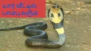 யார் வீட்டில் பாம்பு வ௫ம்🐍veetil paambu varamal iruka enna seiyalam [upl. by Derfniw]