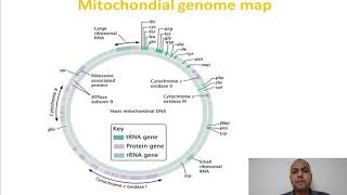 Mitochondrial and Chloroplast Genome For BSc partI by ASHISH SHARMA [upl. by Amliv]