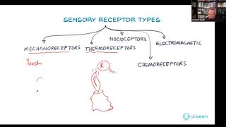 Types of Sensory Receptors [upl. by Harrietta]