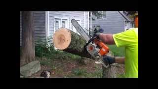 STIHL Chainsaw MS362 cutting live Elm Tree [upl. by Hadlee249]