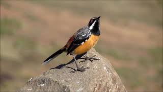 Drakensberg Rockjumper calling [upl. by Deeas]