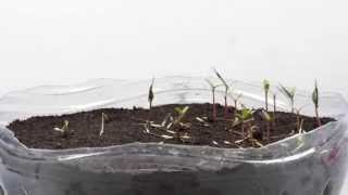 Germination TimeLapse  Phacelia and Tagetes patula [upl. by Ytirev]