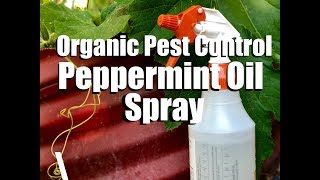 Organic Pest Control  Water amp DIY Peppermint Oil Spray  Spider Mites amp Aphids on Cucumbers [upl. by Neitsabes]