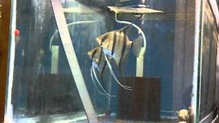 Manacapuru Wild Angelfish Breeding Pair [upl. by Tutt]