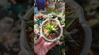 Haworthiopsis Limifolia x Attenuata Variegata  bikolanahardinera haworthia shortvideo succulent [upl. by Otsirc]