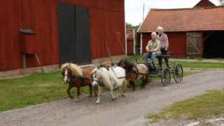 Four in hand with Mini Shetland Ponys [upl. by Sella]