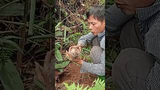 bamboo rat eating giang tree hgtv [upl. by Pollack512]