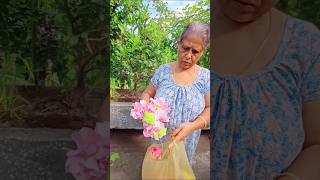 MY MOTHER SHOWING FLOWERS 🌺🌹🌺🌹 shortsvideoshortviralvideo colourfulflowersgardening [upl. by Bronwen]