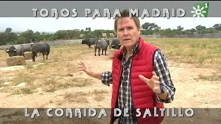 Toros de Saltillo comida previa a la lidia de Madrid ganadería centenaria  Toros desde Andalucía [upl. by Oinesra]