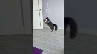 Li saw a balloon 🎈for the first time funnycat смішнікоти смішніролики [upl. by Ecyt]