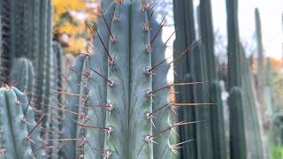 Verne’s Trichocereus peruvianus ’Glaucus’ [upl. by Embry]