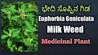 ಭೇದಿ ಸೊಪ್ಪಿನ ಗಿಡ Milk Weed Euphorbia Geniculata [upl. by Fontes]