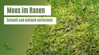 Moos im Rasen entfernen 🌱  So entfernst Du das Moos im Rasen schnell und einfach [upl. by Gerri144]