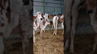 Results of Kanhaiya gir Bull  top gir breeding farm in haryana Naloi [upl. by Euphemiah]