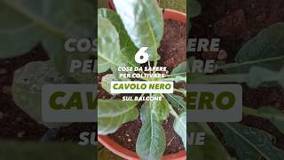 Coltivare CAVOLO NERO sul balcone  6 cose sa sapere [upl. by Assilla]