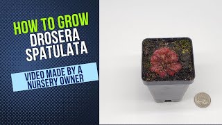 How To Grow And Propagate Drosera Spatulata Carnivorous Plant Grow Guide OLD [upl. by Conner103]