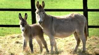 Donkey Sounds With Donkey Pictures [upl. by Allebram671]